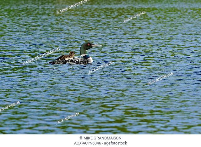 Common loon (Gavia immer) with chick on CAssels Lake Temagami Ontario Canada