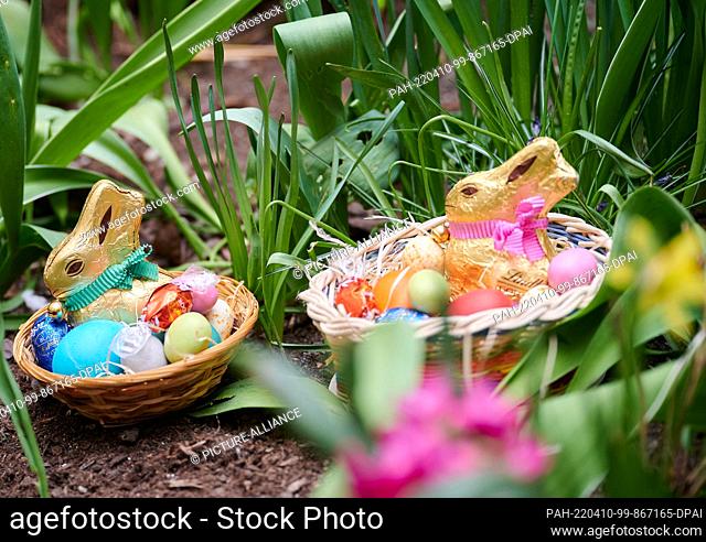 PRODUCTION - 01 April 2022, Berlin: ILLUSTRATION - Two Easter nests with chocolate bunnies, colored eggs and chocolate eggs lie in a flower bed (posed scene)