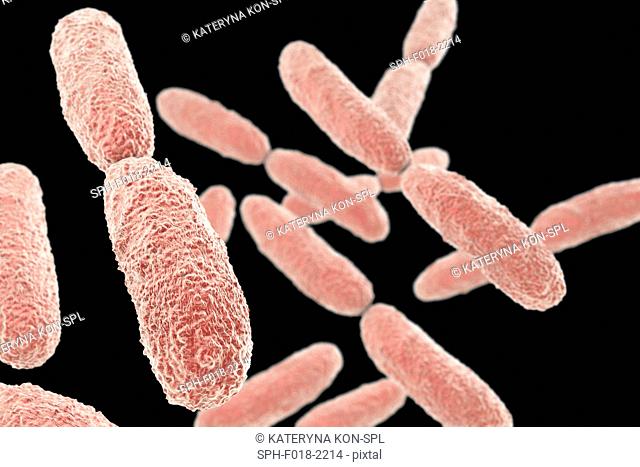 Klebsiella pneumoniae bacteria, computer illustration. K. pneumoniae are Gram-negative, encapsulated, non-motile, enteric, rod-shaped bacteria