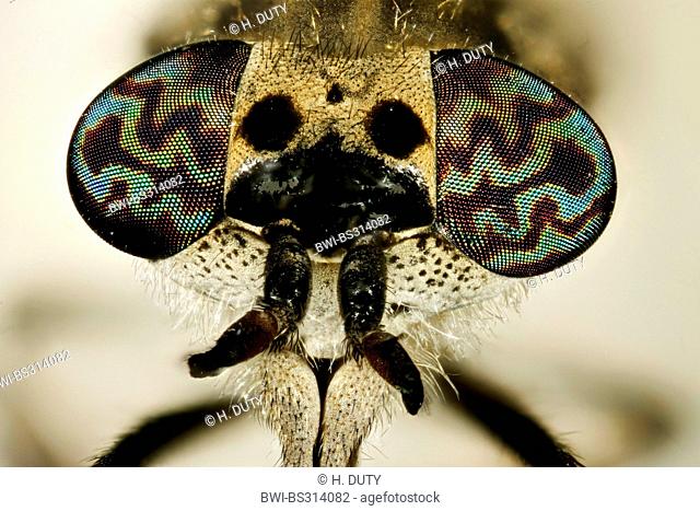 cleg-fly, cleg (Haematopota pluvialis), portrait, Germany, Mecklenburg-Western Pomerania