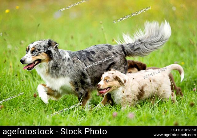 Miniature Australian Shepherd. Mother and puppy walking on a lawn. Germany
