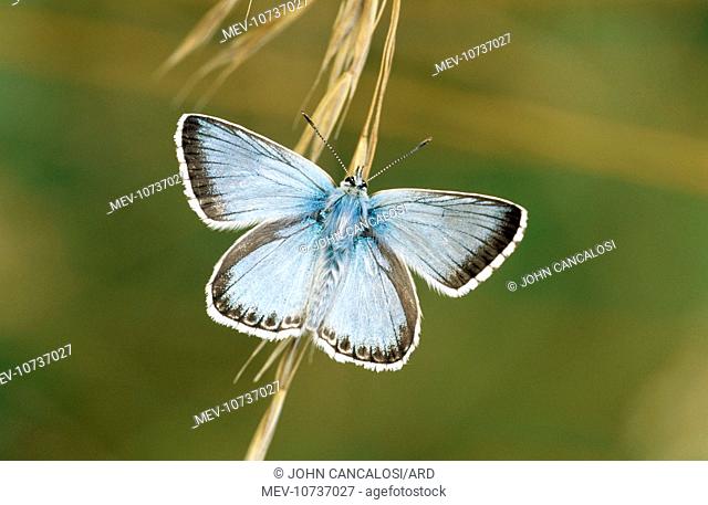 Chalkhill Blue Butterfly (Lysandra coridon)