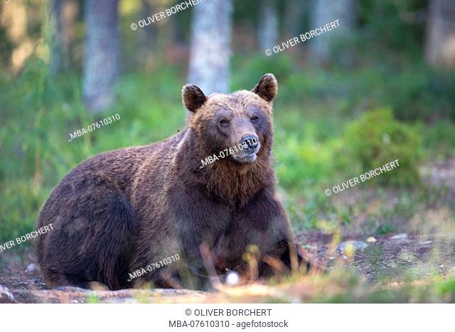 Brown bear, Ursus arctos, Finland, single, lying