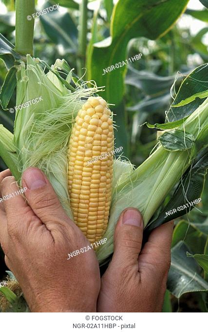 Shucking an Ear of Corn on the Stalk
