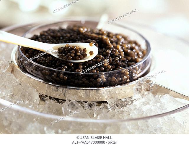 Caviar in ice and on white spoon, close-up