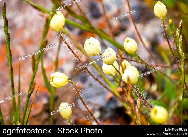 Cream Cups (Platystemon californicus) wildflowers about to open, south San Francisco bay area, Santa Clara county, California