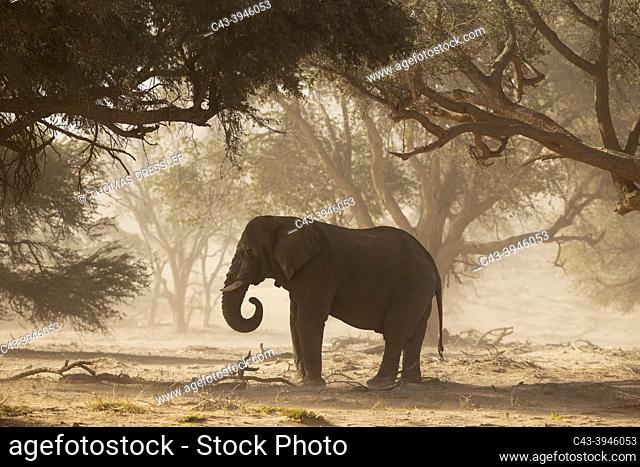African Elephant (Loxodonta africana). So-called desert elephant. Bull during a sandstorm in the dry bed of the Huab river. Feeding on acacia seeds