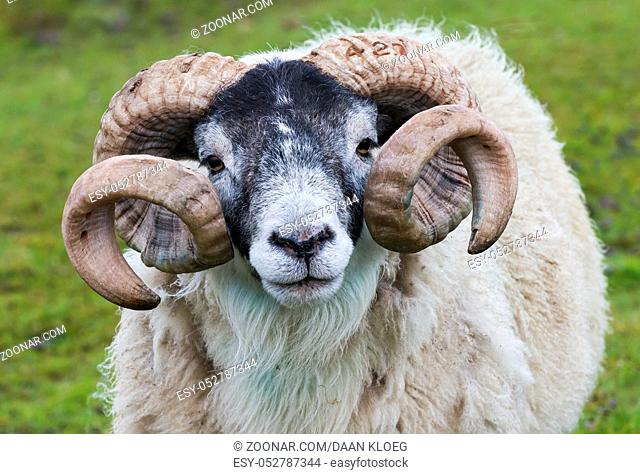 Head with big horns of a sheep (Buck - ram) on the Isle of Skye in Scotland