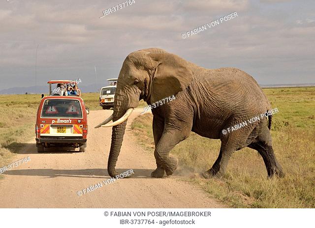 Elephant (Loxodonta africana) in front of a safari vehicle, Amboseli National Park, Rift Valley Province, Kenya