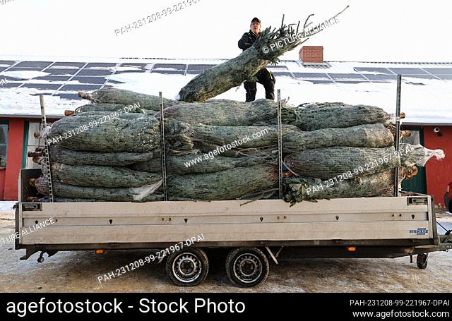 PRODUCTION - 05 December 2023, Mecklenburg-Western Pomerania, Marlow: Anett Wengorz loads packed Christmas trees at Ostseetanne