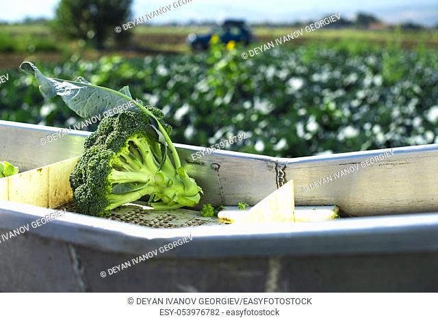 Harvest broccoli in farm with tractor and conveyor. Workers picking broccoli in the field. Concept for growing and harvest broccoli automated
