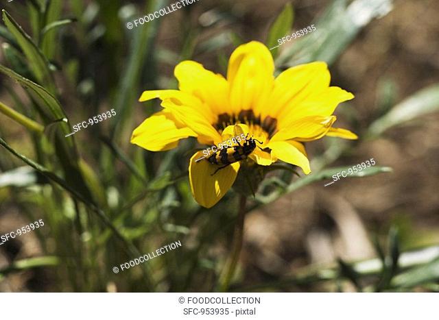 Yellow flower Helenium with bee