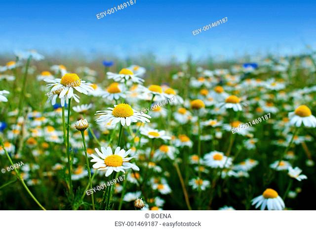 marguerite daisy flowers