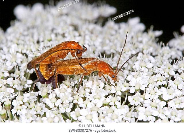 black-tipped soldier beetle (Rhagonycha fulva), mating, Germany