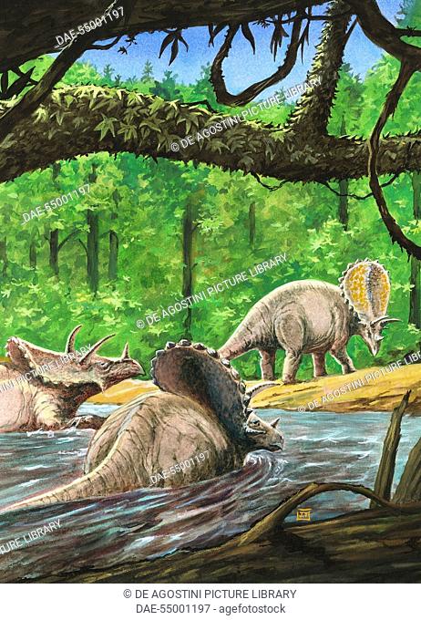 Pentaceratops sternbergii, Ceratopsidae, Late Cretaceous. Artwork by J Dang