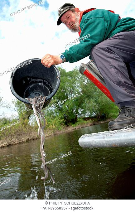 Fisher Richard Kruse pours a bucket of young eels into the Elbe River in Bleckede,  Germany, 16 May 2013. In more than 100 locations between Hamburg and...