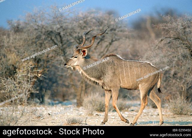 Greater Kudu (Tragelaphus strepsiceros), male, Etosha national park, Namibia, side, Africa