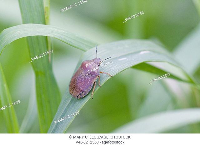 Tortoise Shieldbug Eurygaster testudinaria. Feeds on Poaceae. . Economically significant crop pest that affects wheat and barley crops and can lower crop yield...