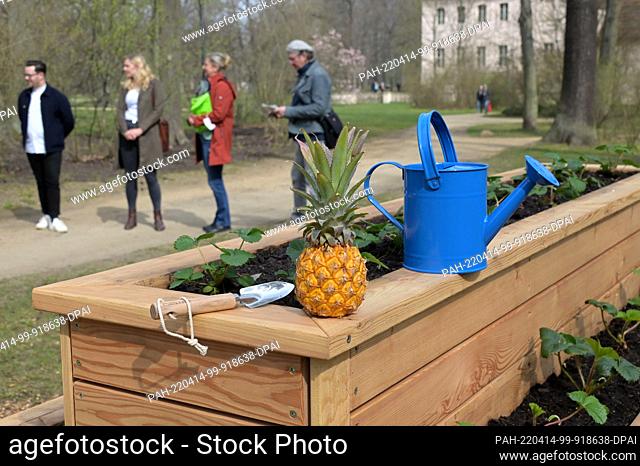 14 April 2022, Brandenburg, Cottbus: Visitors to an exhibition opening stand at a raised bed designed according to historical models in the former princely...