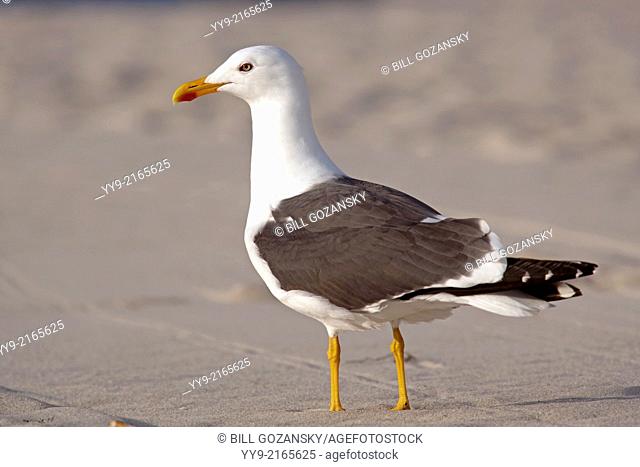 Lesser Black-backed Gull - Pompano Beach, Florida USA