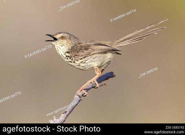 Karoo Prinia (Prinia maculosa), adult singing from a dead branch, Western Cape, South Africa