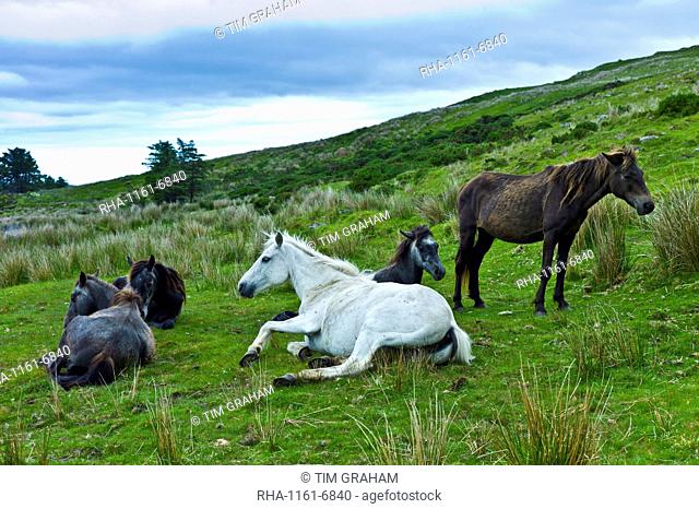 Connemara ponies on hill slope, Connemara, County Galway, Ireland
