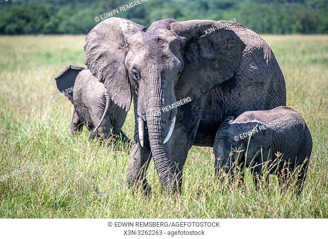 African bush elephants (Loxodonta africana), aka African savanna elephants walk together through the grass in Maasai Mara National Reserve , Kenya