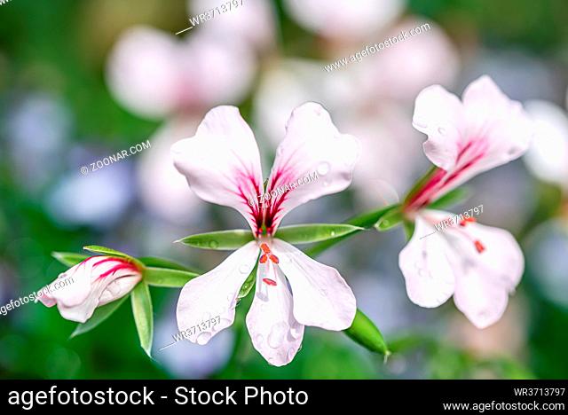 Macro photo of small white flower in spring garden