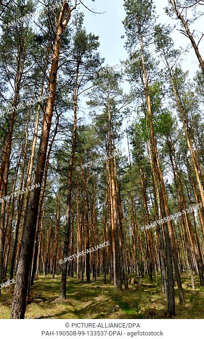 08 May 2019, Brandenburg, Treuenbrietzen: Pines grow in monoculture in a forest near Treuenbrietzen. Topics of the BUND press trip included ""The forest in...