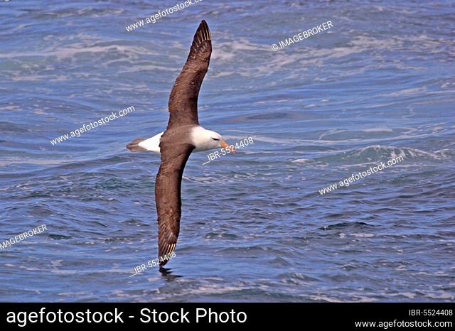 Black-browed Albatross DIOMEDEA MELANPHORIS Flies