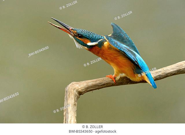 river kingfisher (Alcedo atthis), female on a brach in defence posture, Germany, Baden-Wuerttemberg