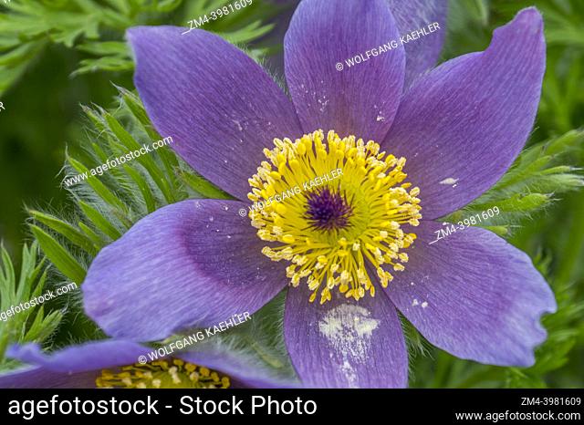 Close-up of a Pasqueflower or Western Anemone (Anemone occidentalis) flowering in springtime in a Kirkland garden in Washington State, USA