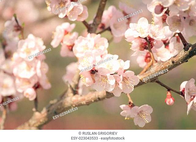 Vintage photo of white apricot tree flowers in spring