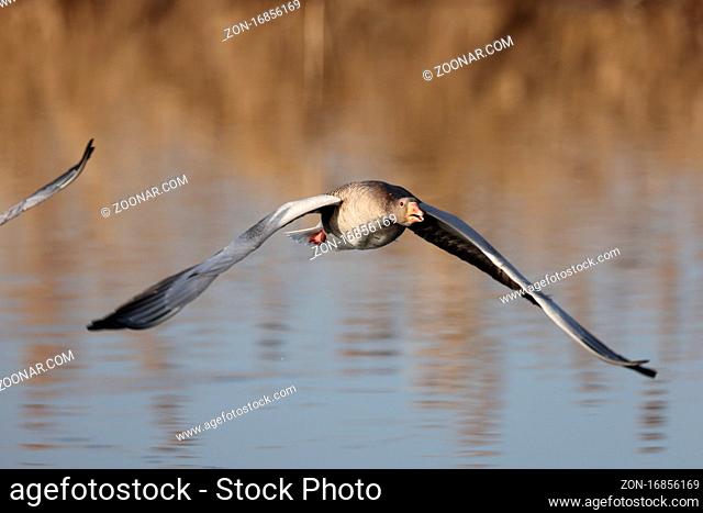 greylag goose (Anser anser) flying low above lake Federsee in Bad Buchau