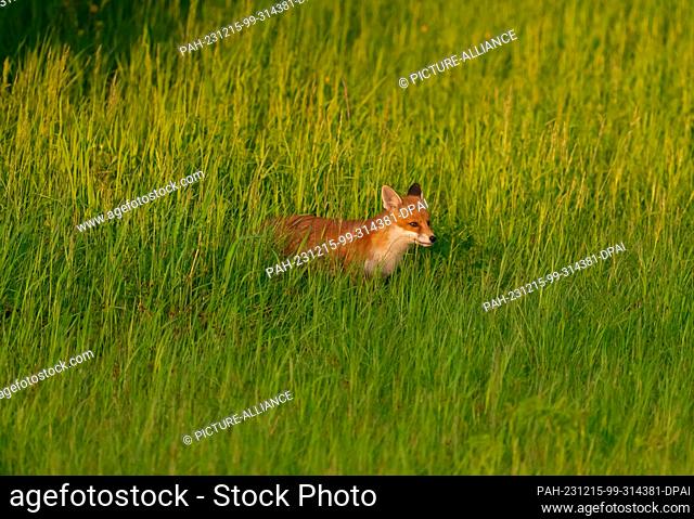 29 April 2023, Berlin: 29.04.2023, Berlin. A young red fox (Vulpes vulpes), only a few weeks old, runs in the evening sun in the tall grass of a park in the...