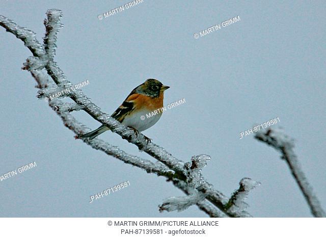 Brambling (Fringilla montifringilla) male perched on ice covered branch, Brandenburg, Germany | usage worldwide. - /Brandenburg/Germany