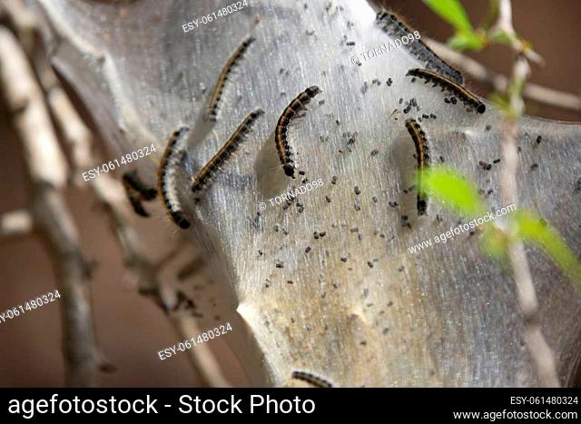 Eastern tent caterpillar (Malacosoma americanum) dropping a pellet on a cocoon