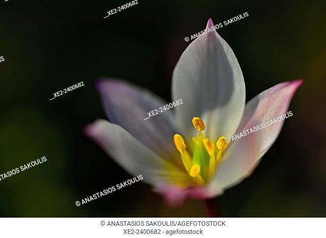 Cretan Tulip- Tulipa cretica, an endemic plant of Crete