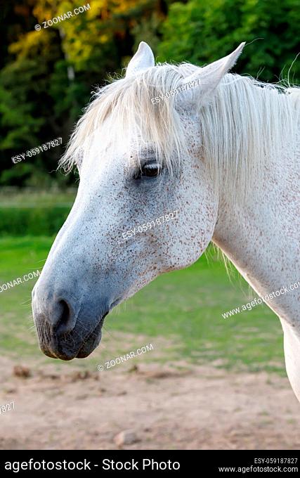 beautiful health white horse head on farm, countryside rural scene