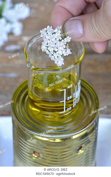 Production Yarrow ointment, yarrow flowers / (Achillea millefolium)