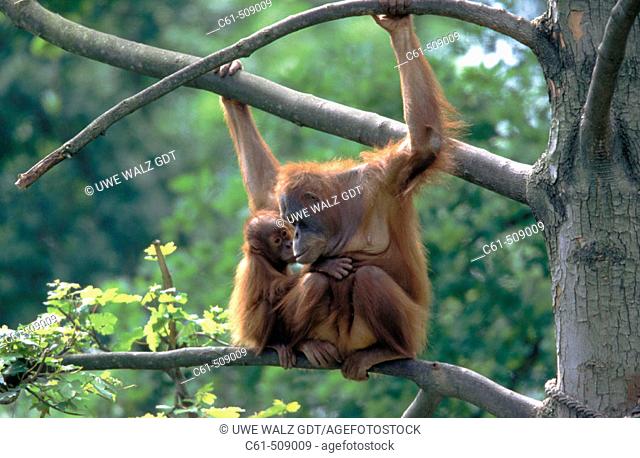 Sumatra-Orangutan with cub, (Pongo pygmaeus abelii)
