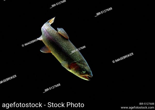 Rainbow trout (Salmo gairdneri), captive, France, Europe