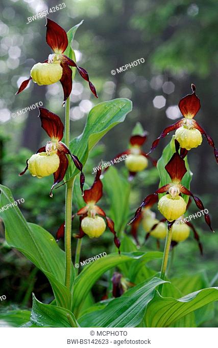 lady's slipper orchid (Cypripedium calceolus), blooming plants, Germany