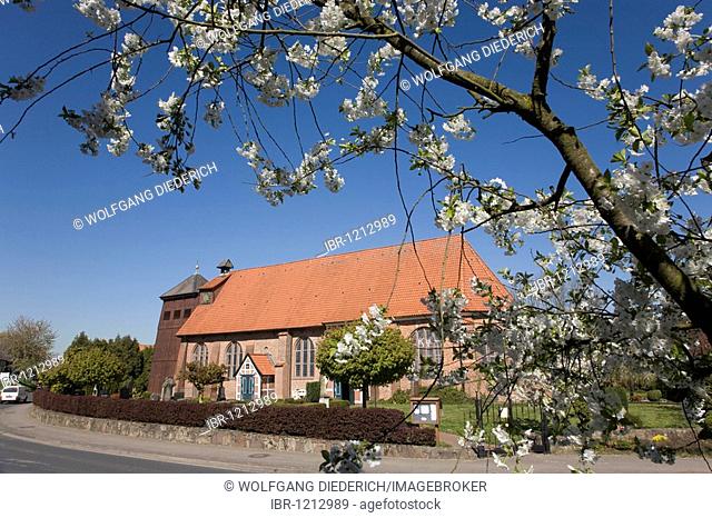 St Bartholomaeus Kirche St Bartholomew's Church in Mittelnkirchen, cherry blossom, Altes Land region, Lower Elbe, Lower Saxony, North Germany, Germany, Europe