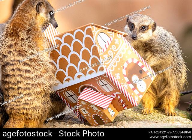 21 December 2020, Lower Saxony, Hanover: Meerkats curiously look at a box in gingerbread house design at Hannover Adventure Zoo