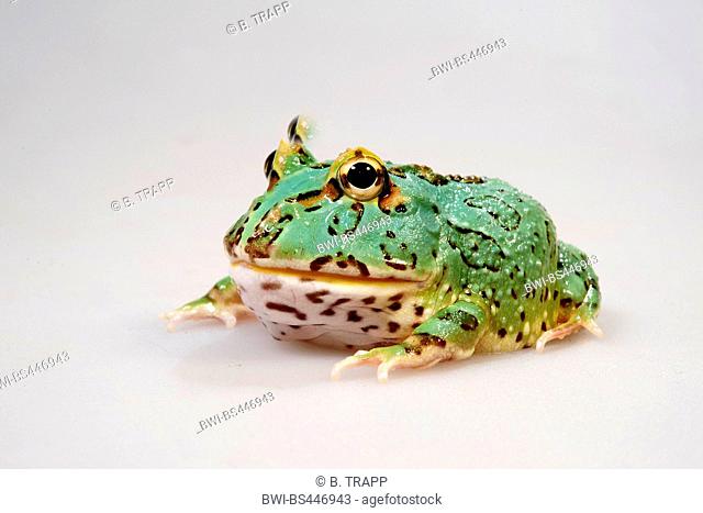 Cranwell's horned frog, Chacoan horned frog, Cranwell's pacman frog, horned frog, horned toad (Ceratophrys cranwelli), turquoise morph