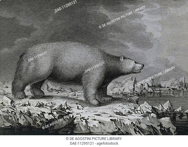 Polar Bear, engraving by Peter Mazel after a drawing by John Webber (1750-1793) made during the Third voyage of James Cook, 1776-1779
