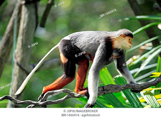 Red-shanked Douc (Pygathrix nemaeus), adult female with child in a tree, Asia