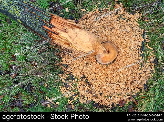 11 December 2023, Brandenburg, Sachsendorf: A beaver has done a great job in the Oderbruch in East Brandenburg and felled this tree on a road