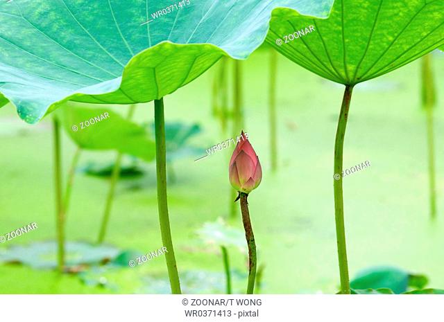 The lotus bud and the lotus pads leaves